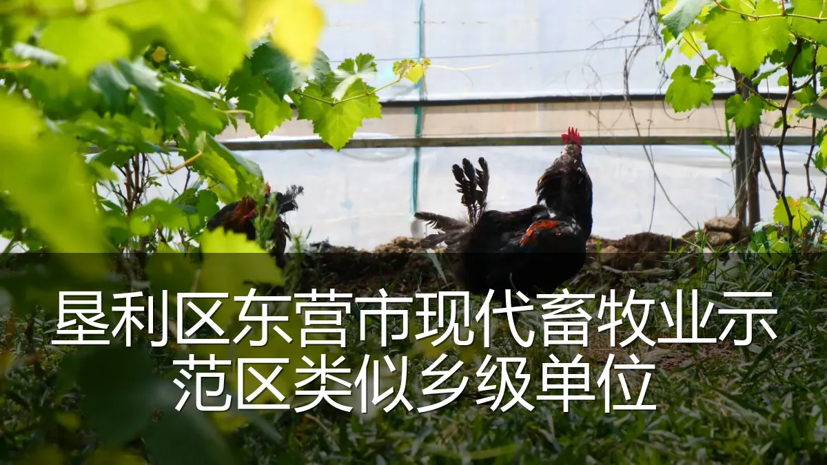 垦利区东营市现代畜牧业示范区类似乡级单位