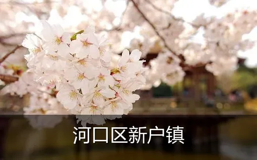 河口区新户镇